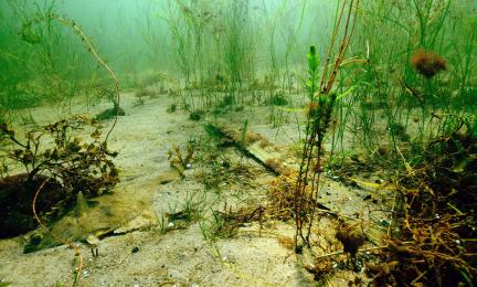 Vedenalaiskuva, jossa hiekkapohjalla vesikasveja ja kampela.