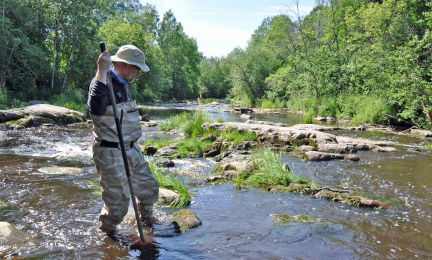Mies kahlaa matalassa virtavedessä ja tarkastelee vesikasvillisuutta.