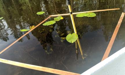 Vesikasvillisuusnäyteala. Kuvassa ulpukkakasvustoa, näytealakehikko ja merkkikeppi.  
