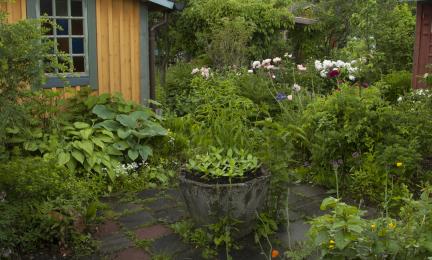 Valokuva pihasta, jossa on runsaasti ja monipuolisesti vihreitä kasveja. Taustalla näkyy keltainen ulkorakennus.