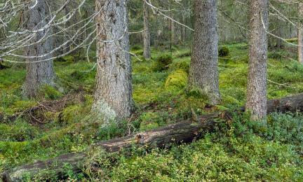 Vanhaa havumetsää. Harmaiden kuusien keskellä sammalpeitteen päällä lahonneita puunrunkoja.