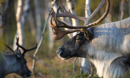 Porohirvas tunturikoivikon keskellä.