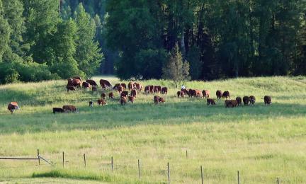 Karjaa laiduntamassa niityllä aurinkoisena kesäpäivänä.